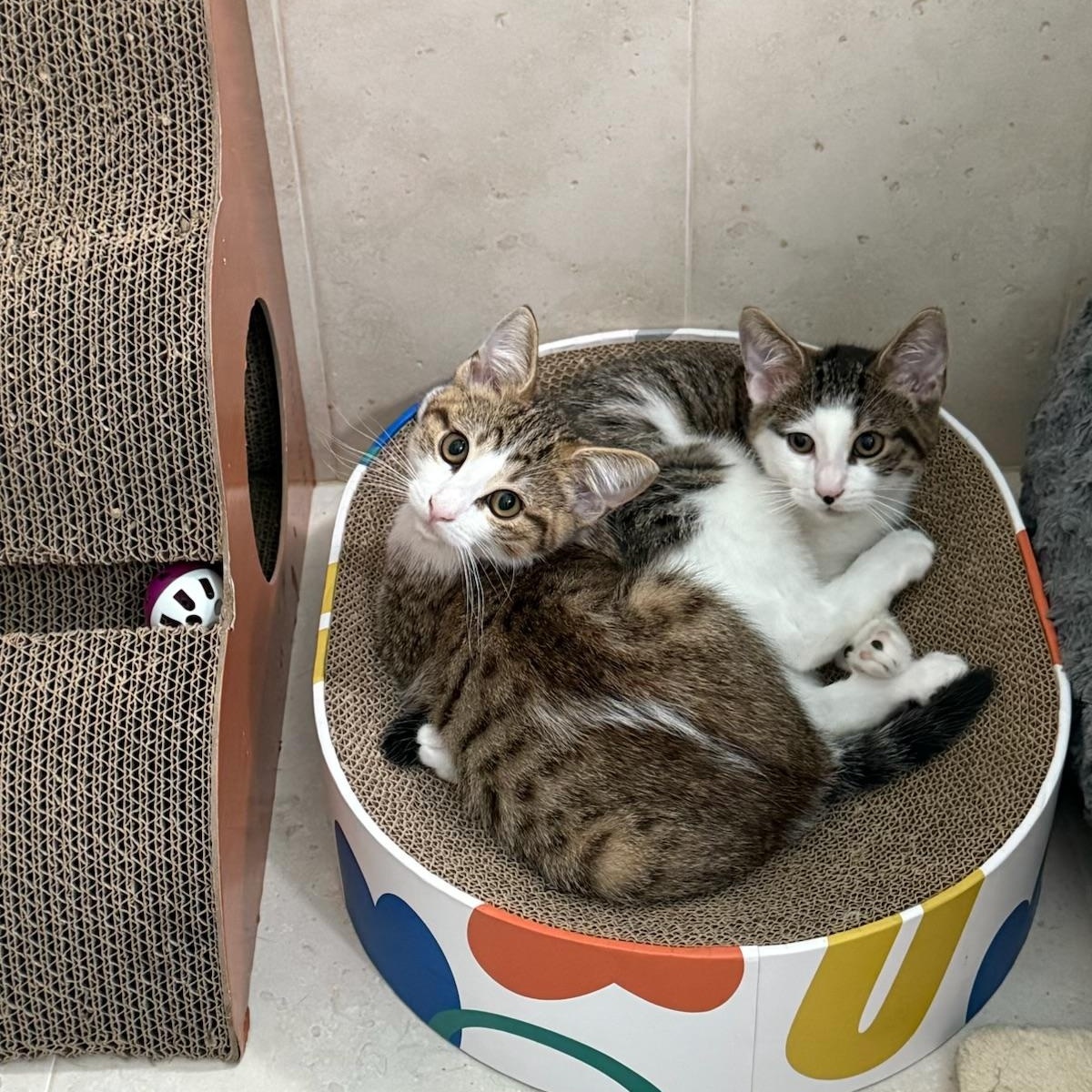 Pogo & Porter BONDED PERFECTLY IMPERFECT photo 2