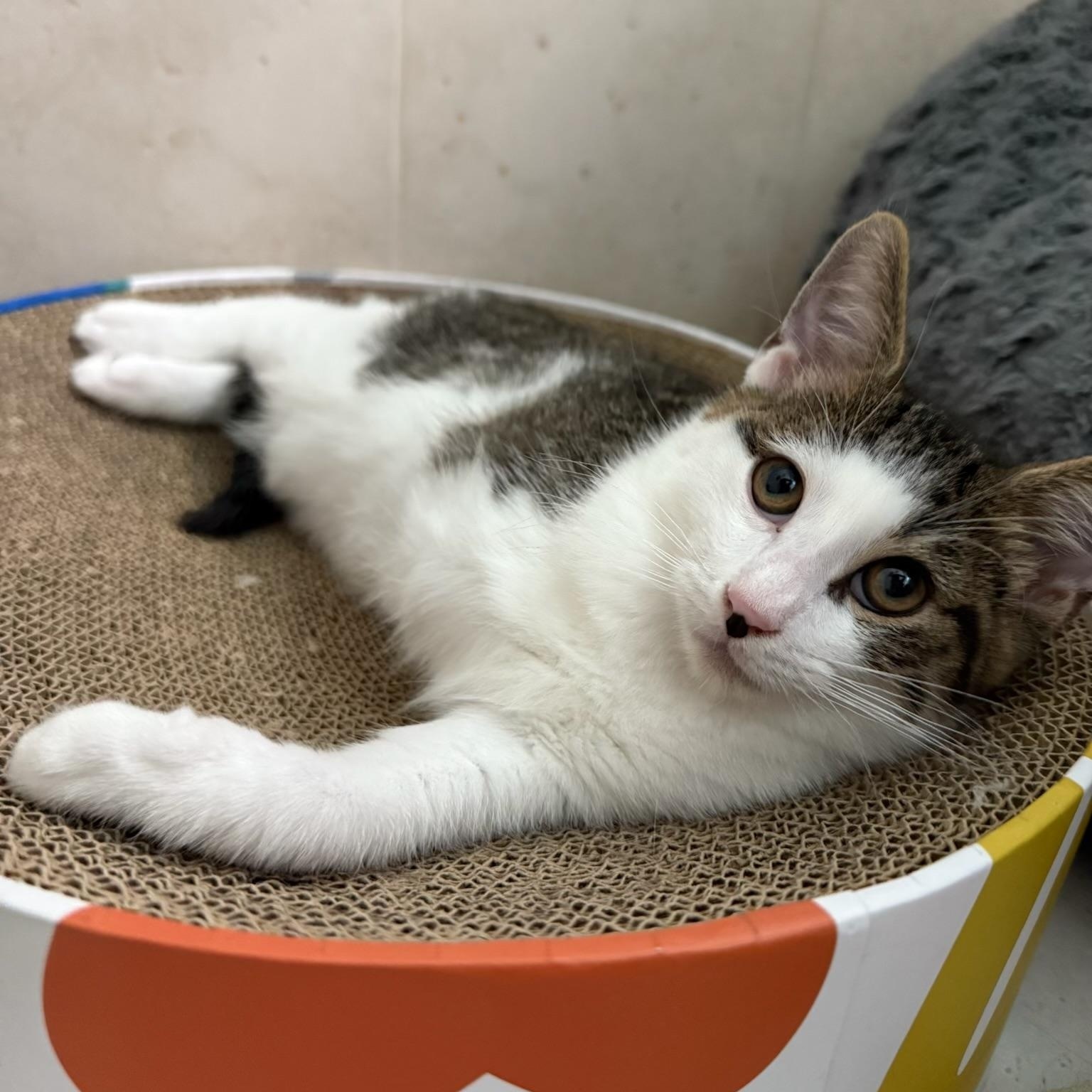 Pogo & Porter BONDED PERFECTLY IMPERFECT, Baby Male Domestic Short Hair