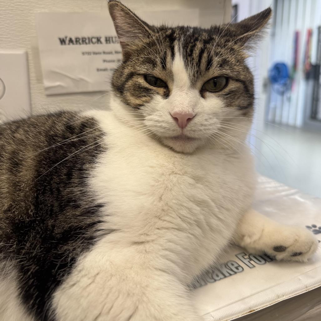 Kai, Adoptable, Adult Female Domestic Short Hair & Domestic Short Hair.