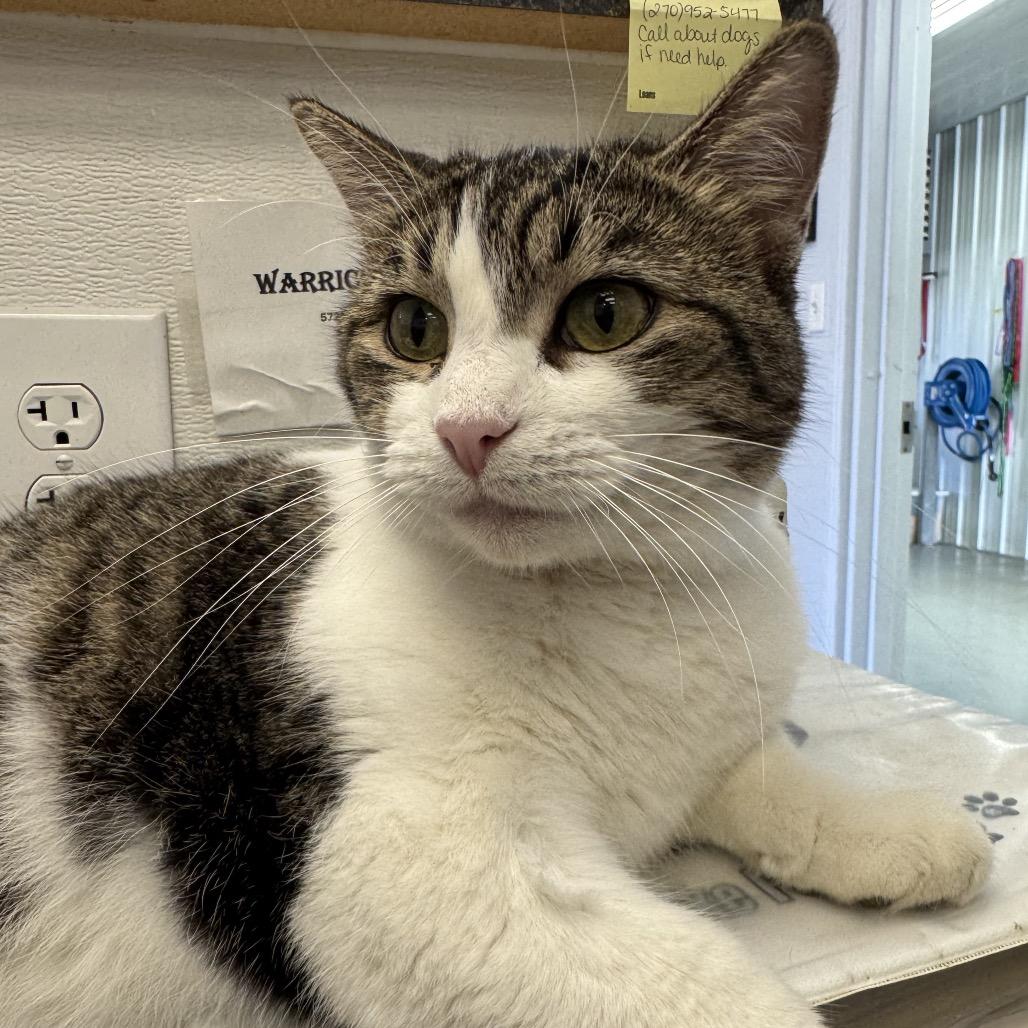 Enlarge Kai, a Adoptable mixed breed in Morganfield, KY image 3/5