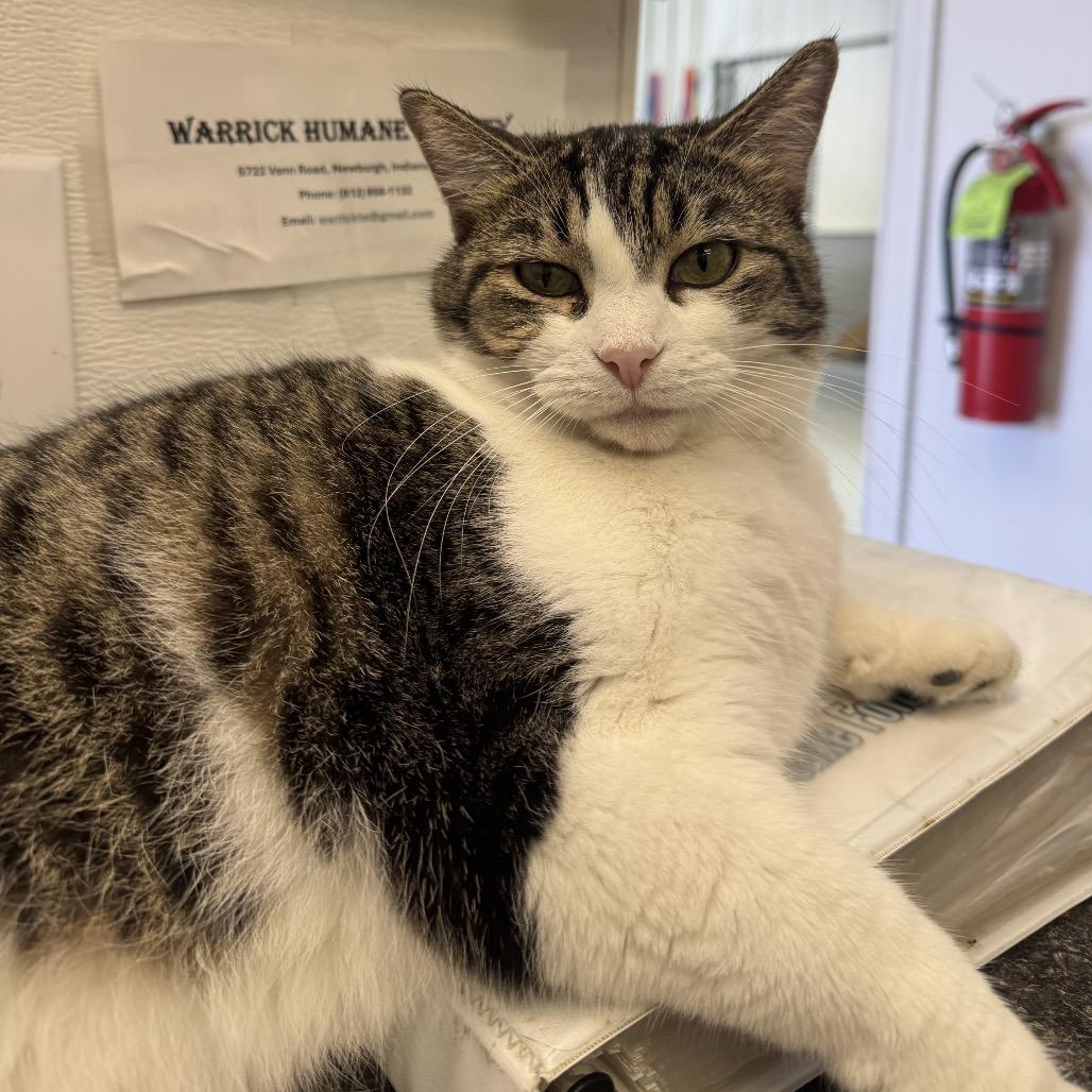 Enlarge Kai, a Adoptable mixed breed in Morganfield, KY image 4/5