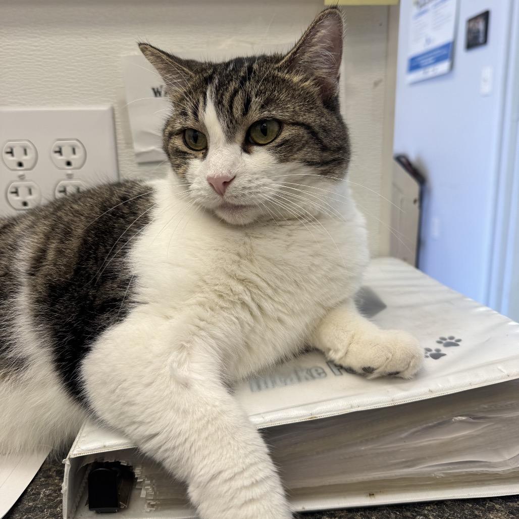 Enlarge Kai, a Adoptable mixed breed in Morganfield, KY image 5/5