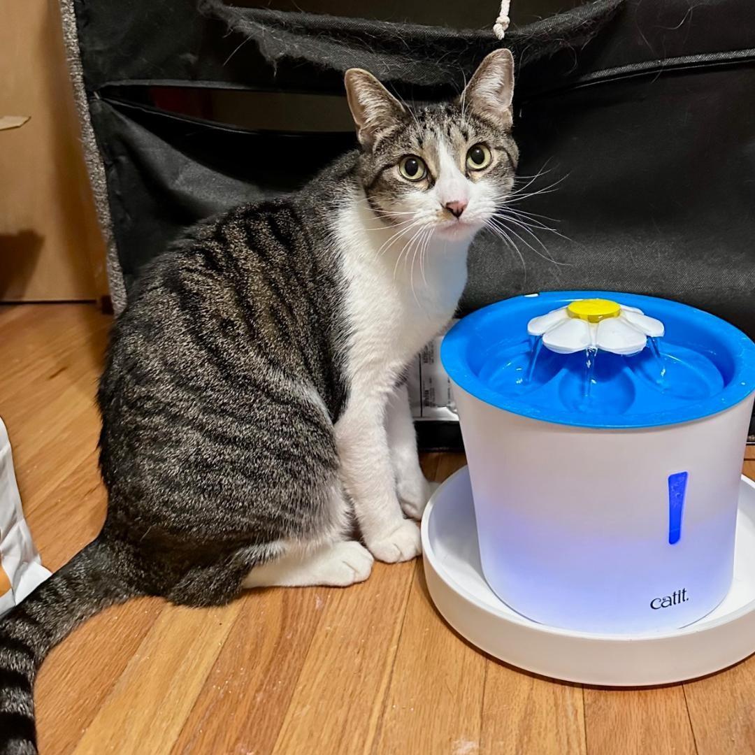 Enlarge Janet, an adopted mixed breed in Lombard, IL image 2/6