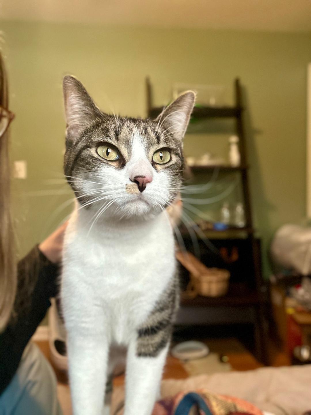 Enlarge Janet, an adopted mixed breed in Lombard, IL image 4/6