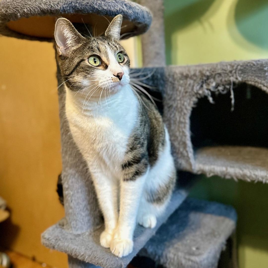 Enlarge Janet, an adopted mixed breed in Lombard, IL image 3/6