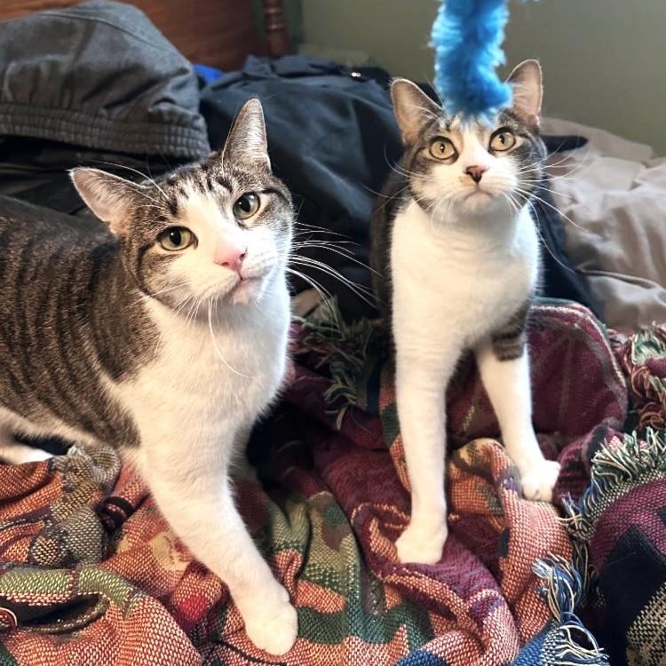 Enlarge Janet, an adopted mixed breed in Lombard, IL image 5/6