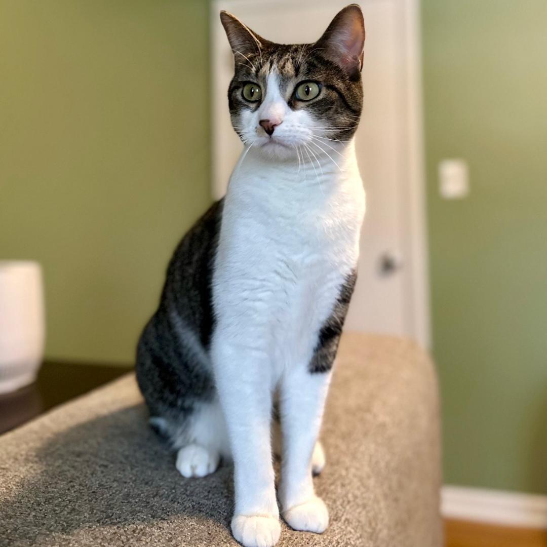 Enlarge Janet, an adopted mixed breed in Lombard, IL image 1/6