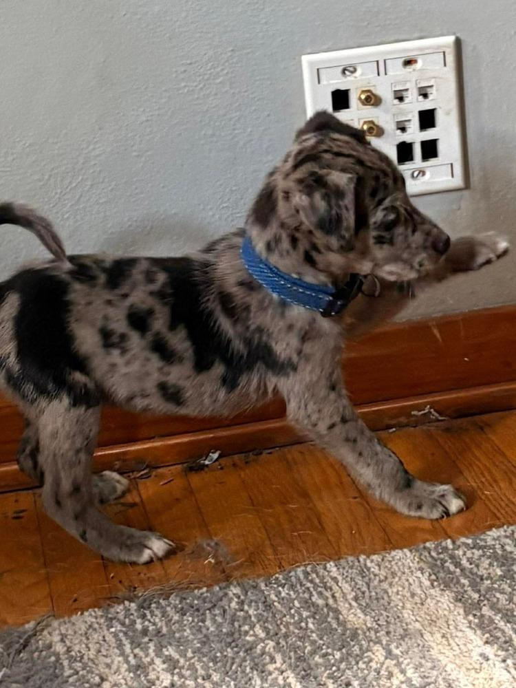 Fiesta, Adoptable, Puppy Female Labrador Retriever & Australian Shepherd.