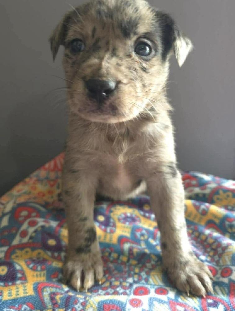 Enlarge Fiesta, a Adoptable mixed breed in Poplar Grove, IL image 2/3