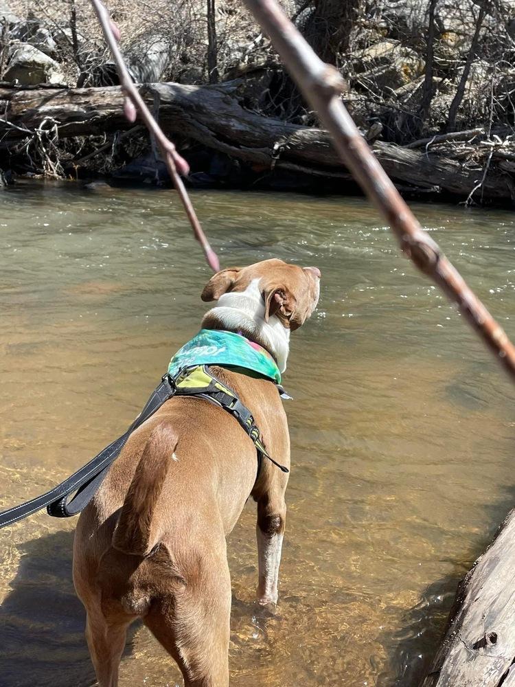 Coco, Adopted, Senior Female Pit Bull Terrier.