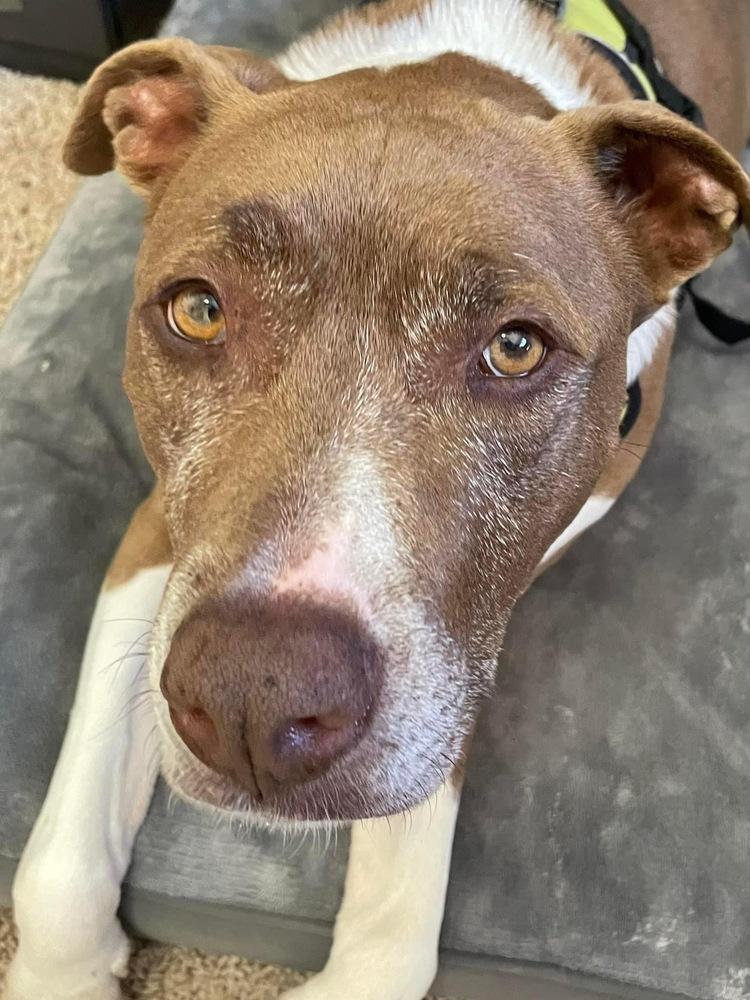 Enlarge Coco, a Adopted mixed breed in Colorado Springs, CO image 2/6