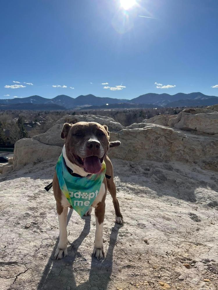 Enlarge Coco, a Adopted mixed breed in Colorado Springs, CO image 3/6