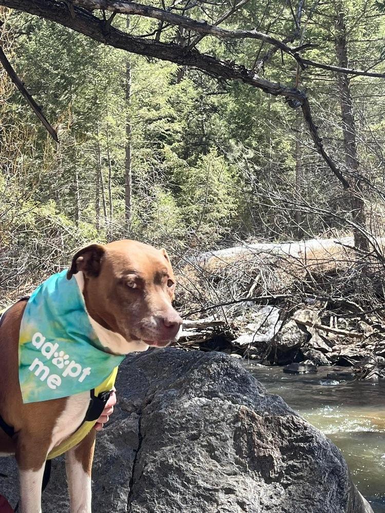 Enlarge Coco, a Adopted mixed breed in Colorado Springs, CO image 4/6