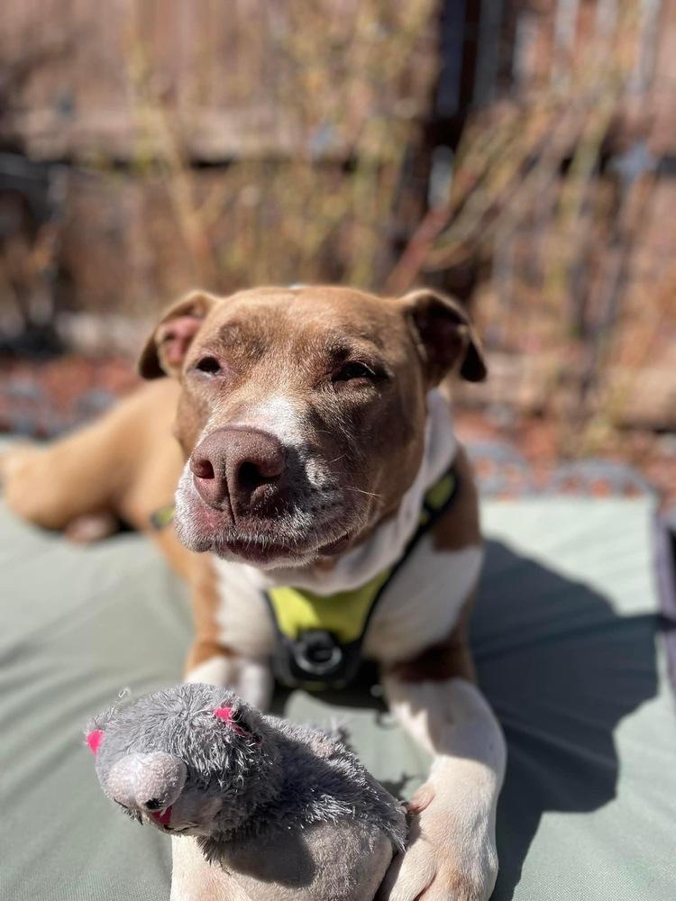 Enlarge Coco, a Adopted mixed breed in Colorado Springs, CO image 5/6