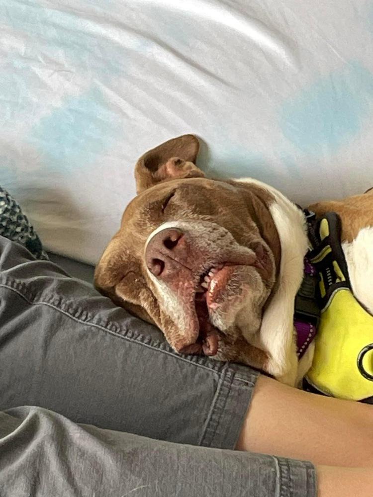 Enlarge Coco, a Adopted mixed breed in Colorado Springs, CO image 6/6