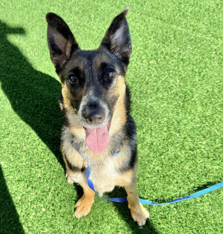 Enlarge River Aspen, a Adoptable German Shepherd Dog in Lakewood, CO image 1/2