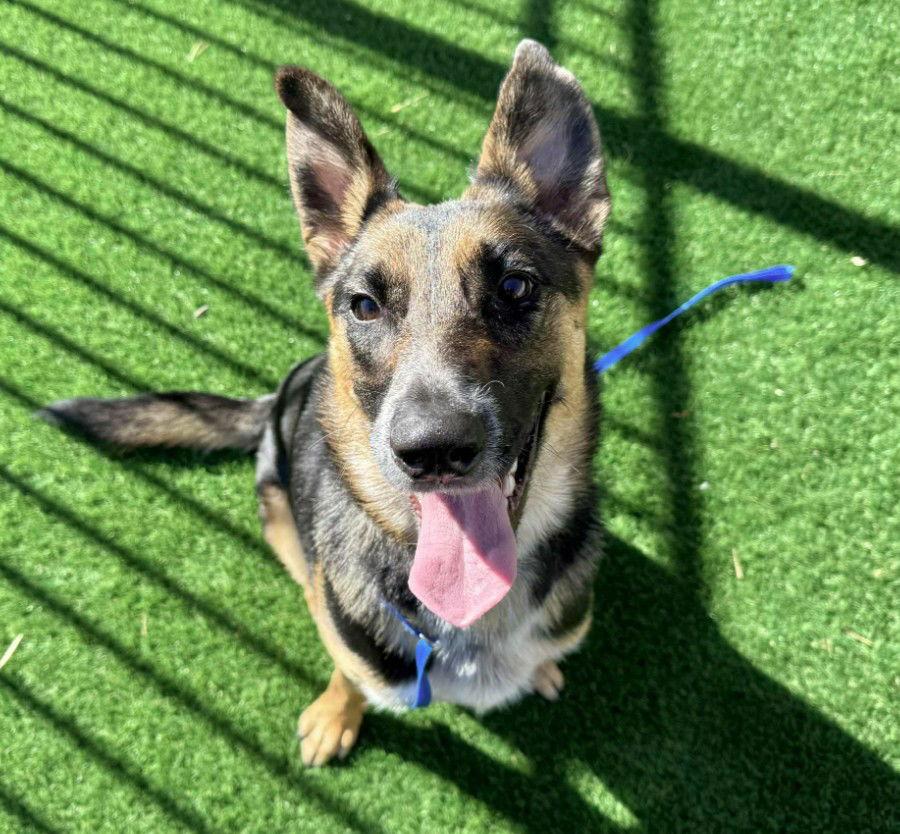 Enlarge River Aspen, a Adoptable German Shepherd Dog in Lakewood, CO image 2/2