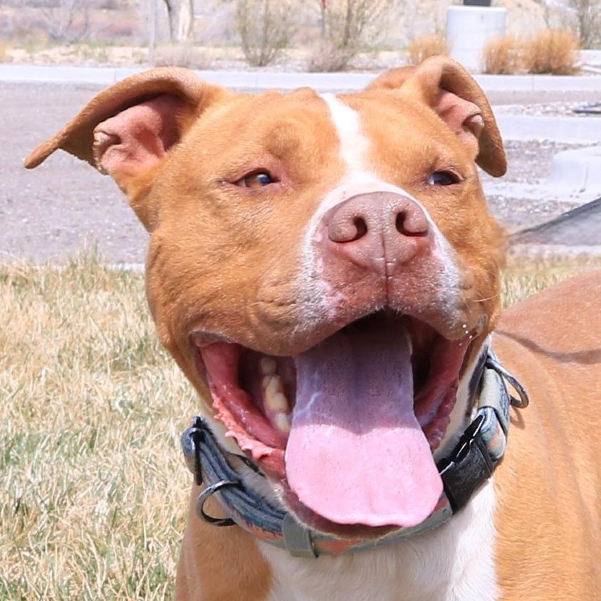 Bubba, a Adoptable Pit Bull Terrier in Rifle, CO image 4/6