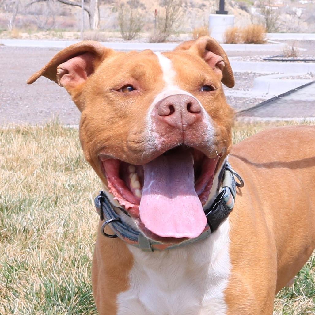 Enlarge Bubba, a Adoptable Pit Bull Terrier in Rifle, CO image 5/6