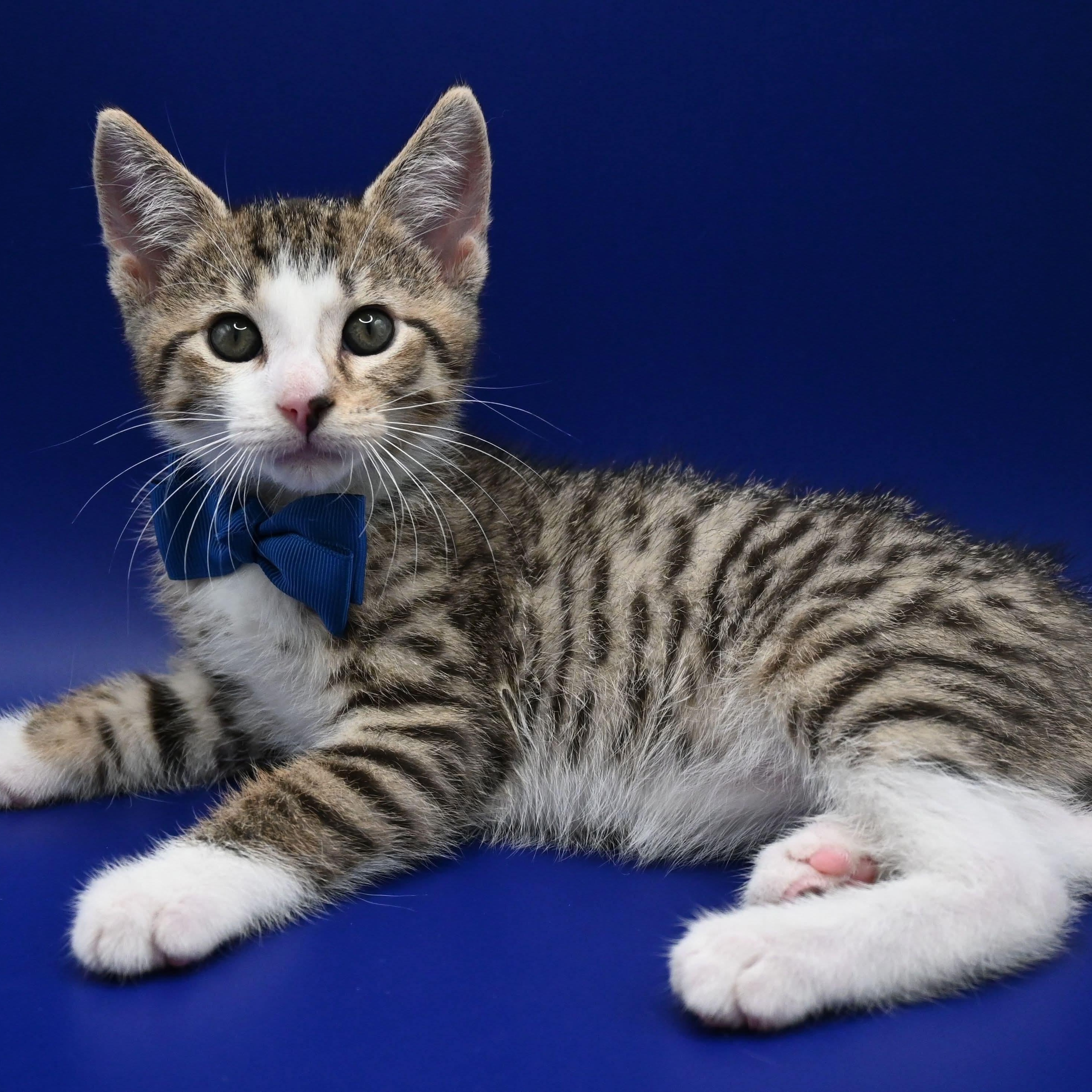 Enlarge Jude, a Adoptable mixed breed in Farmington, CT image 4/6