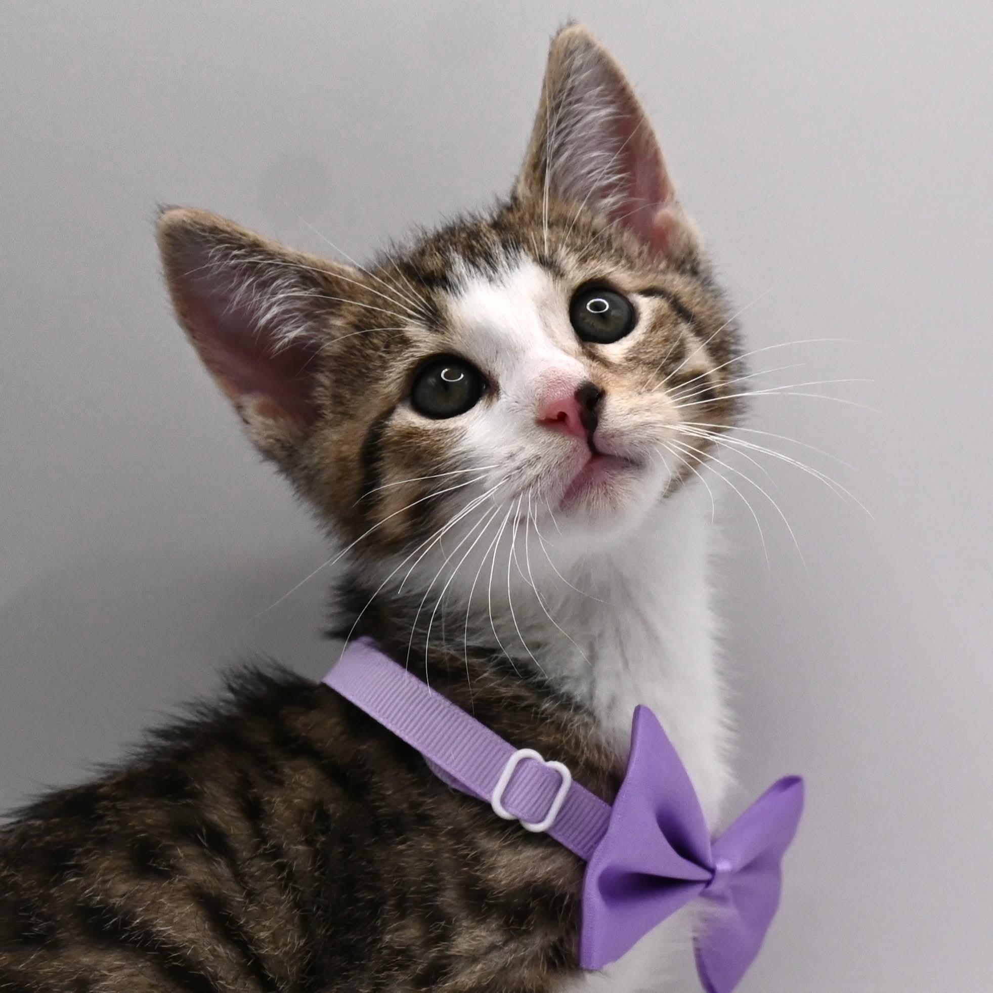 Enlarge Jude, a Adoptable mixed breed in Farmington, CT image 3/6