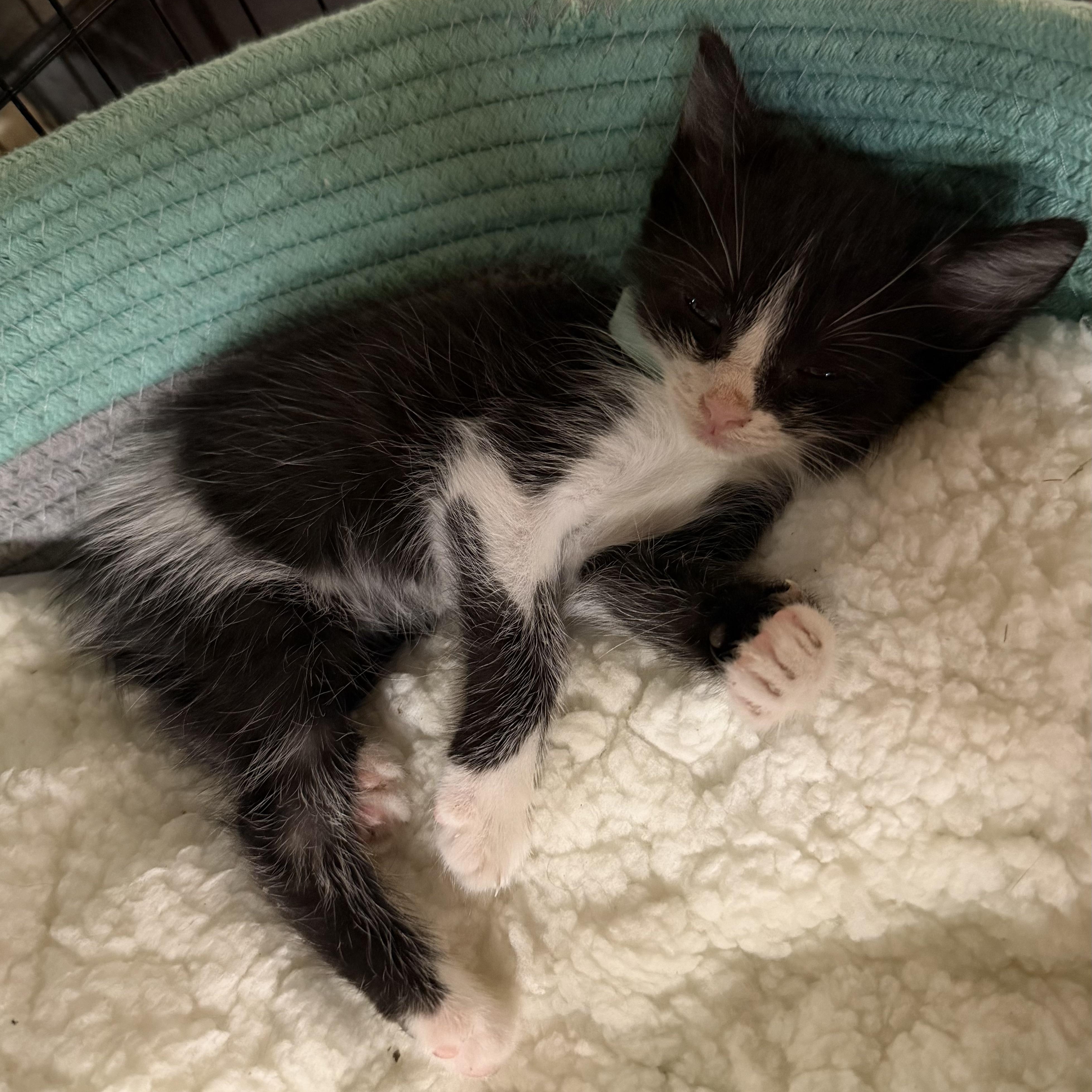 Enlarge Slowburn, a Adopted Domestic Short Hair in Bryan, TX image 6/6
