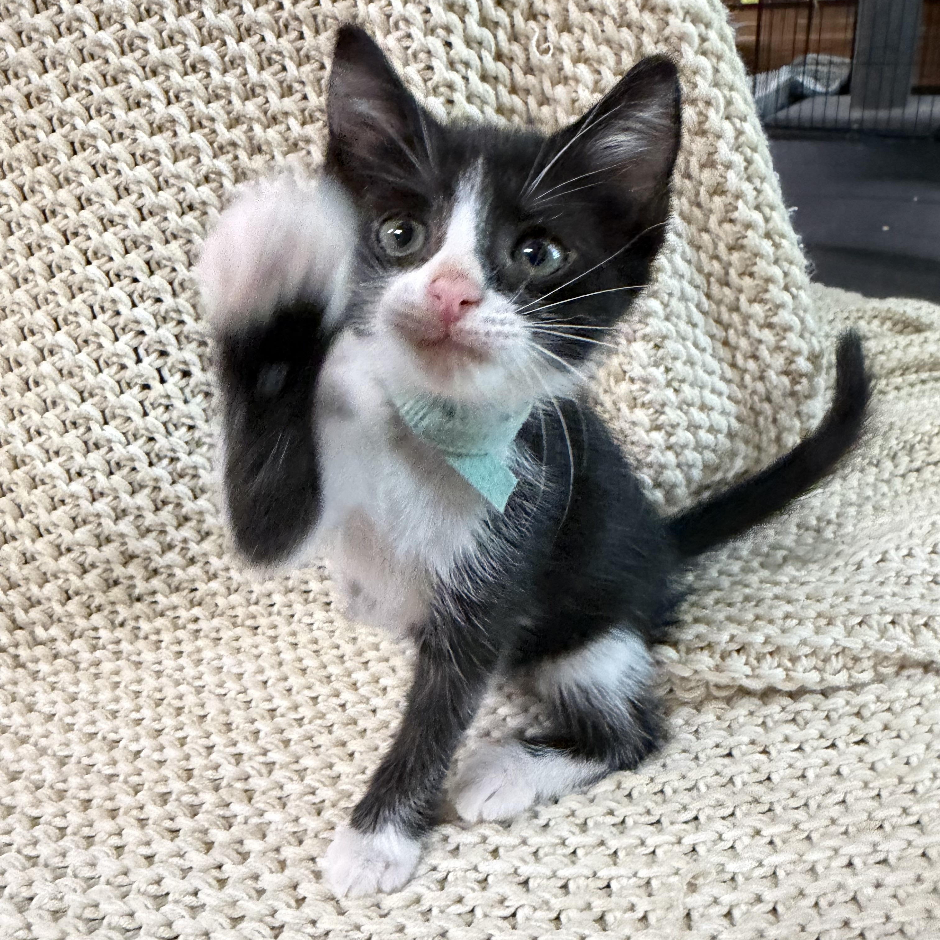 Enlarge Slowburn, a Adopted Domestic Short Hair in Bryan, TX image 1/6