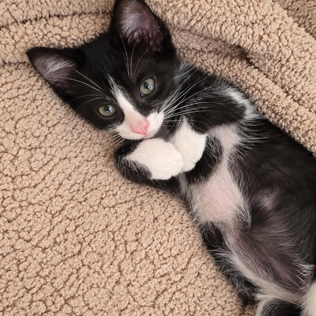 Enlarge Slowburn, a Adopted Domestic Short Hair in Bryan, TX image 4/6