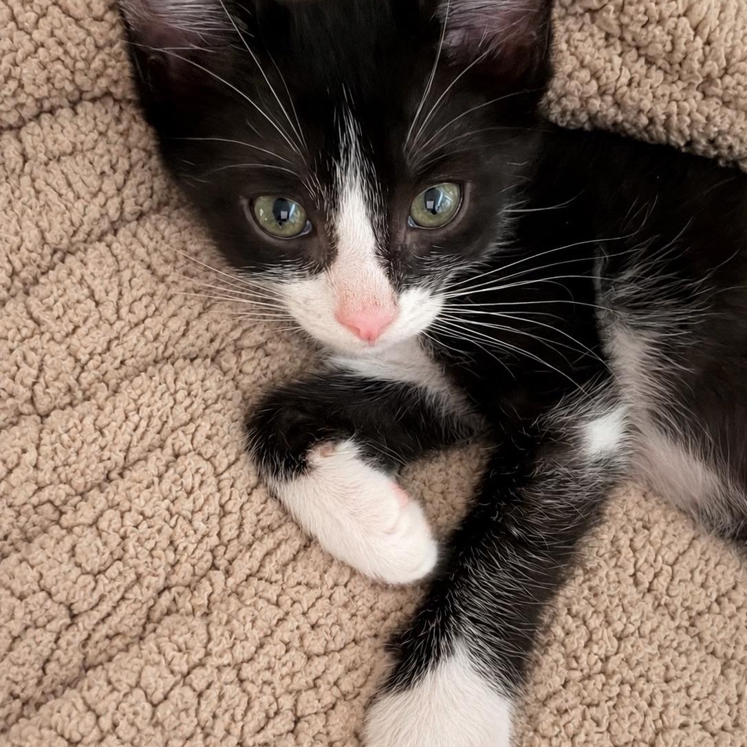 Enlarge Slowburn, a Adopted Domestic Short Hair in Bryan, TX image 5/6