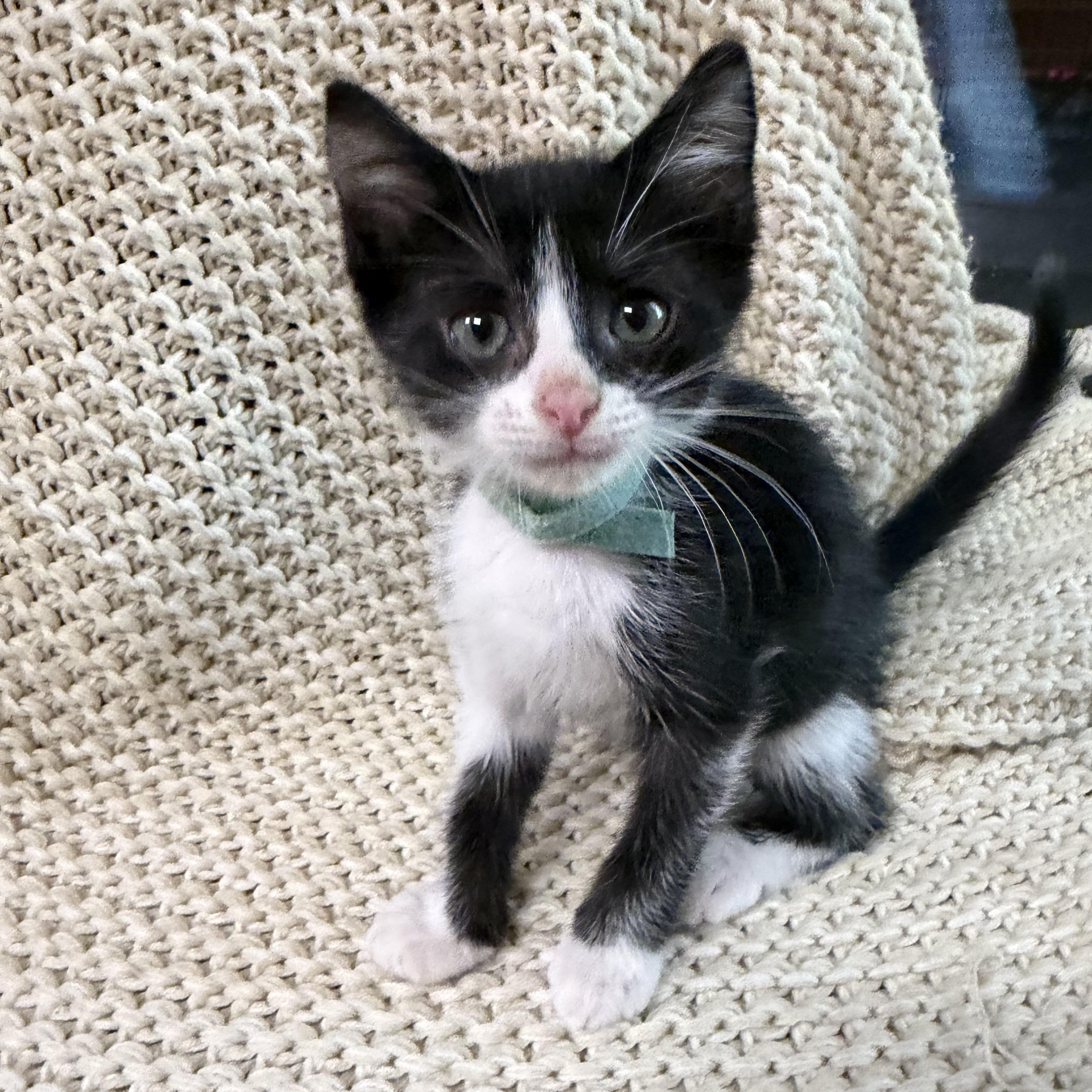 Enlarge Slowburn, a Adopted Domestic Short Hair in Bryan, TX image 2/6
