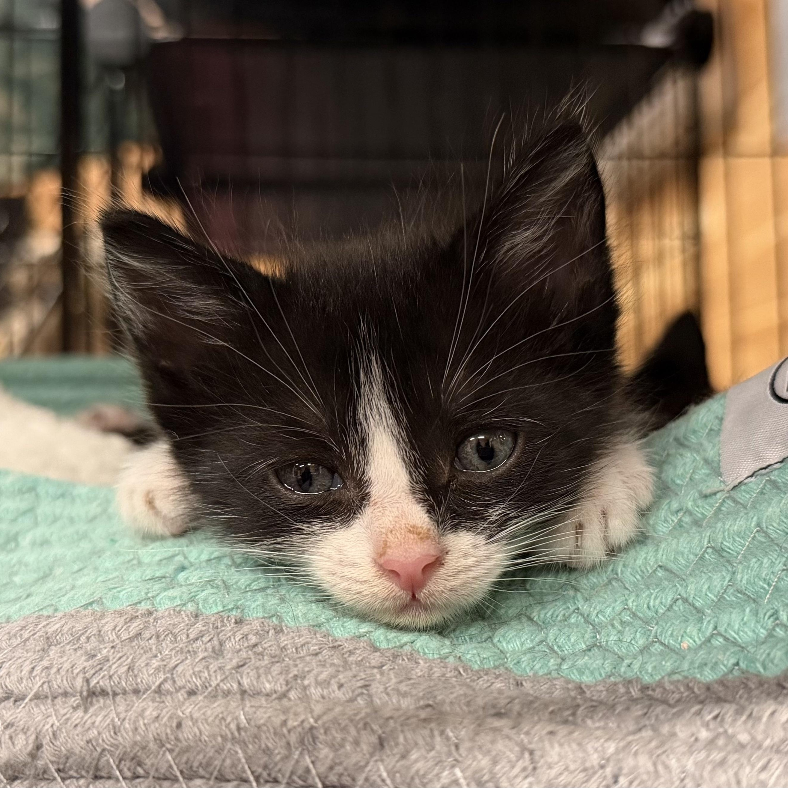 Enlarge Slowburn, a Adopted Domestic Short Hair in Bryan, TX image 3/6