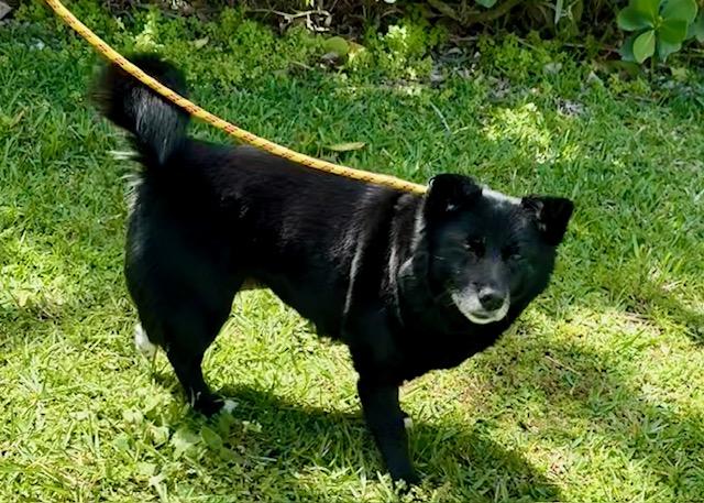 Maggie, ADOPTABLE, Adult Female Spitz & Schipperke.