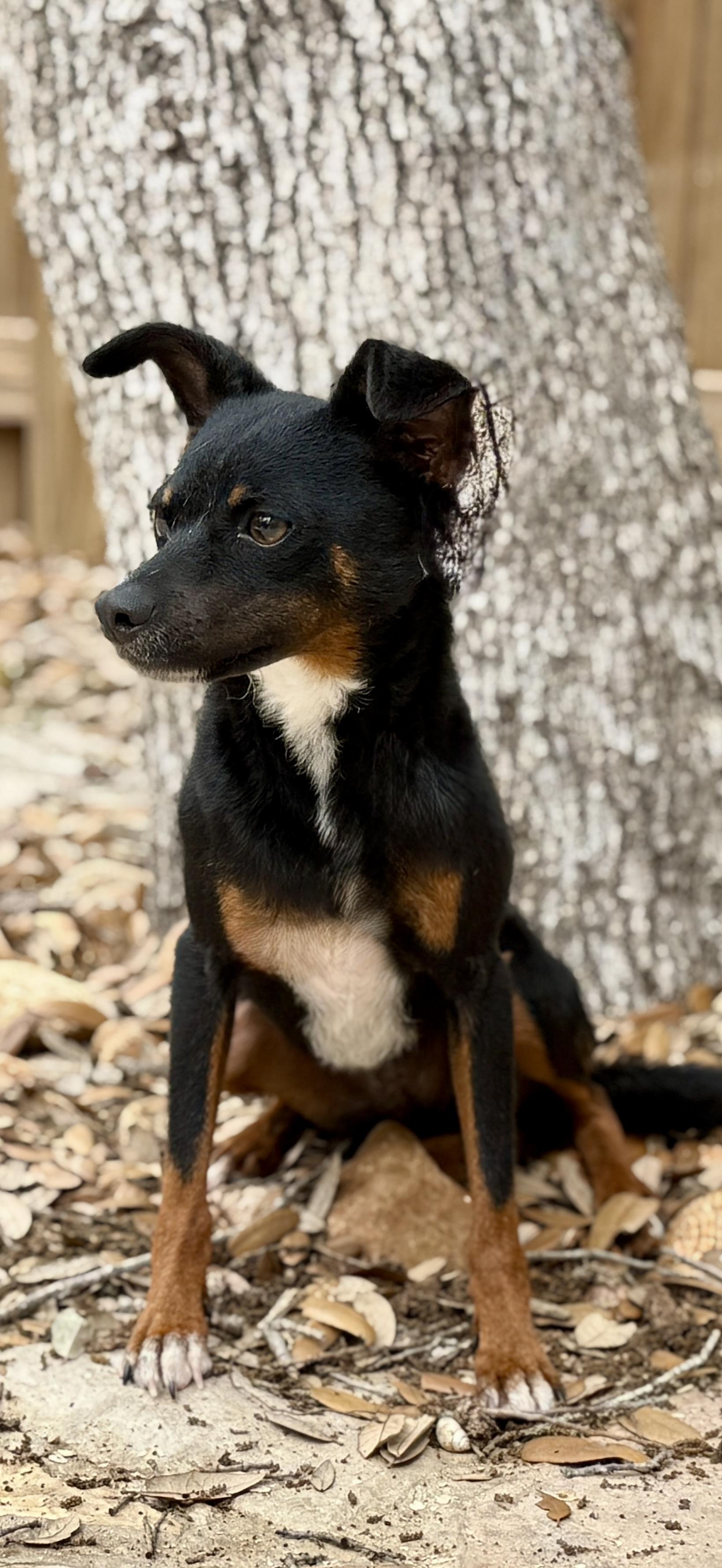 Baisley, a Adoptable Mixed Breed in Chelsea, MI image 5/6
