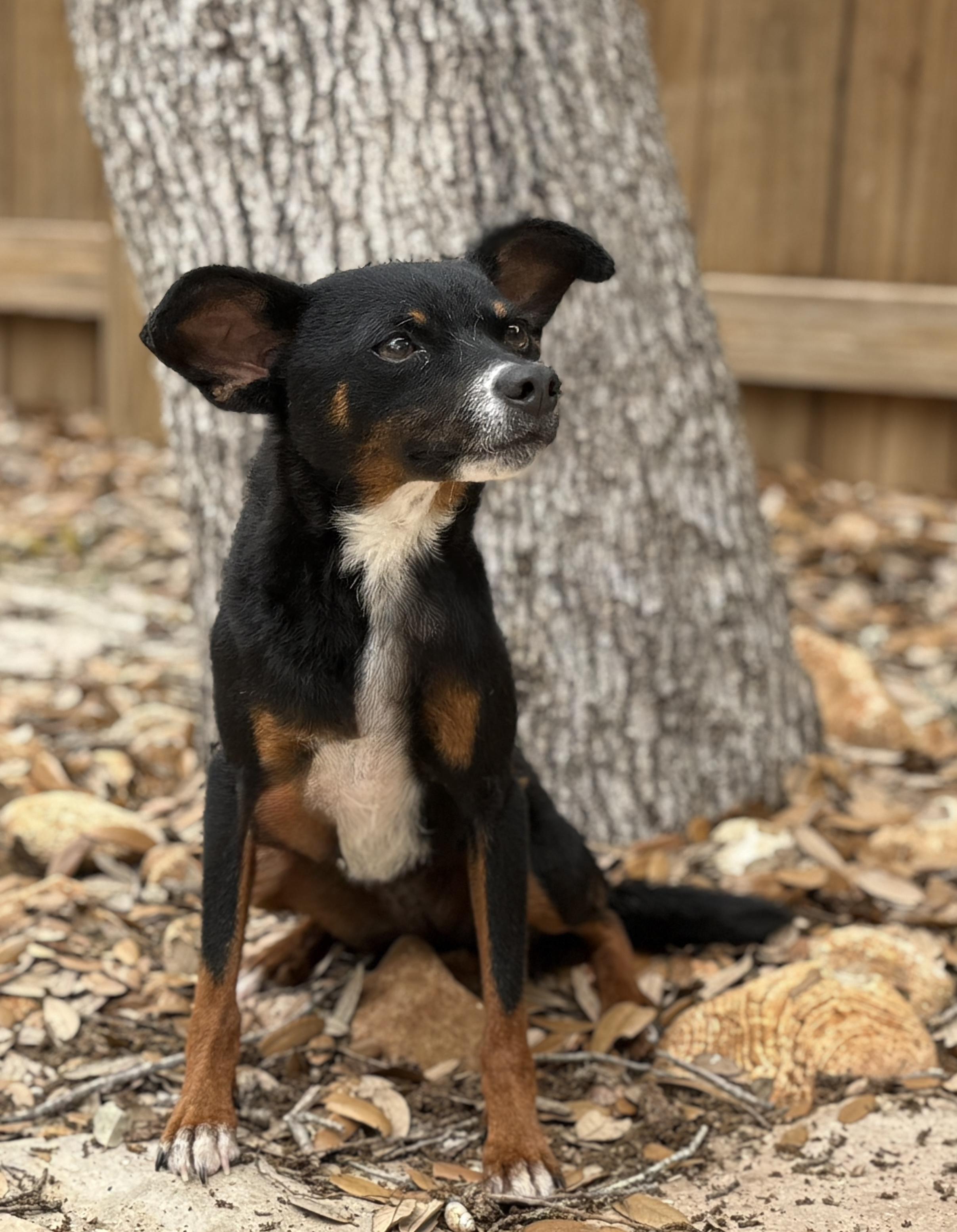 Baisley, a Adoptable Mixed Breed in Chelsea, MI image 2/6