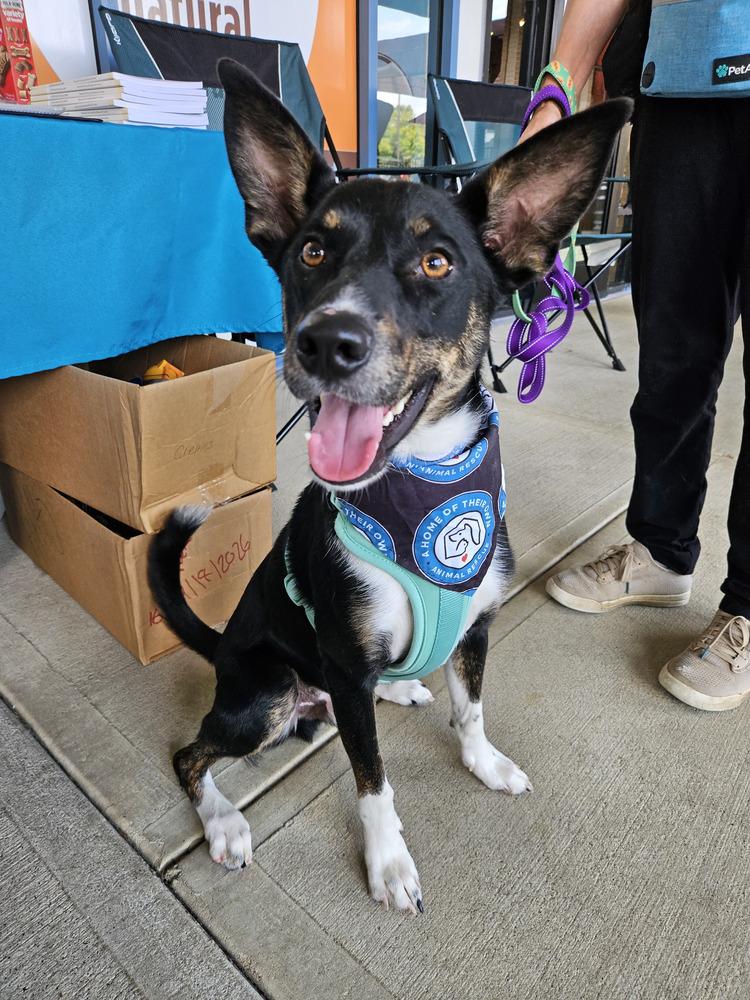 Skips, Adoptable, Adult Male Hound.