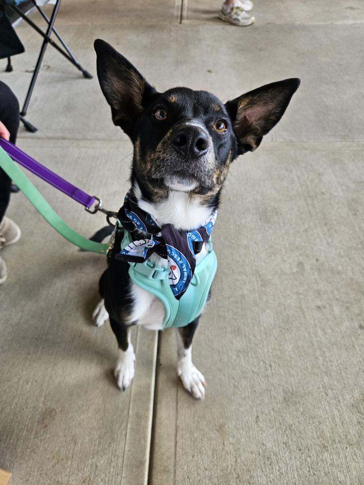 Enlarge Skips, a Adoptable mixed breed in Silver Spring, MD image 2/4
