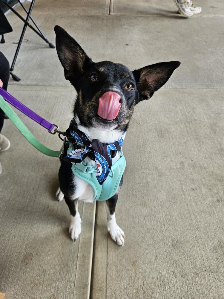 Enlarge Skips, a Adoptable mixed breed in Silver Spring, MD image 3/4