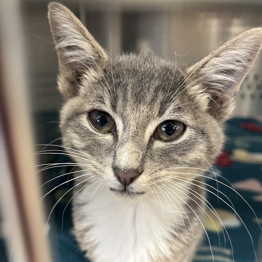 Shadow, Adoptable, Kitten Male American Shorthair.