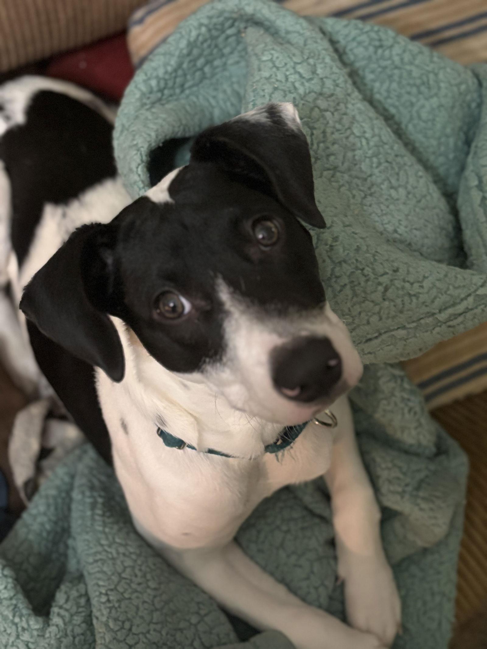 Izzy Kirkland, a Adoptable Border Collie in Saunderstown, RI image 1/3