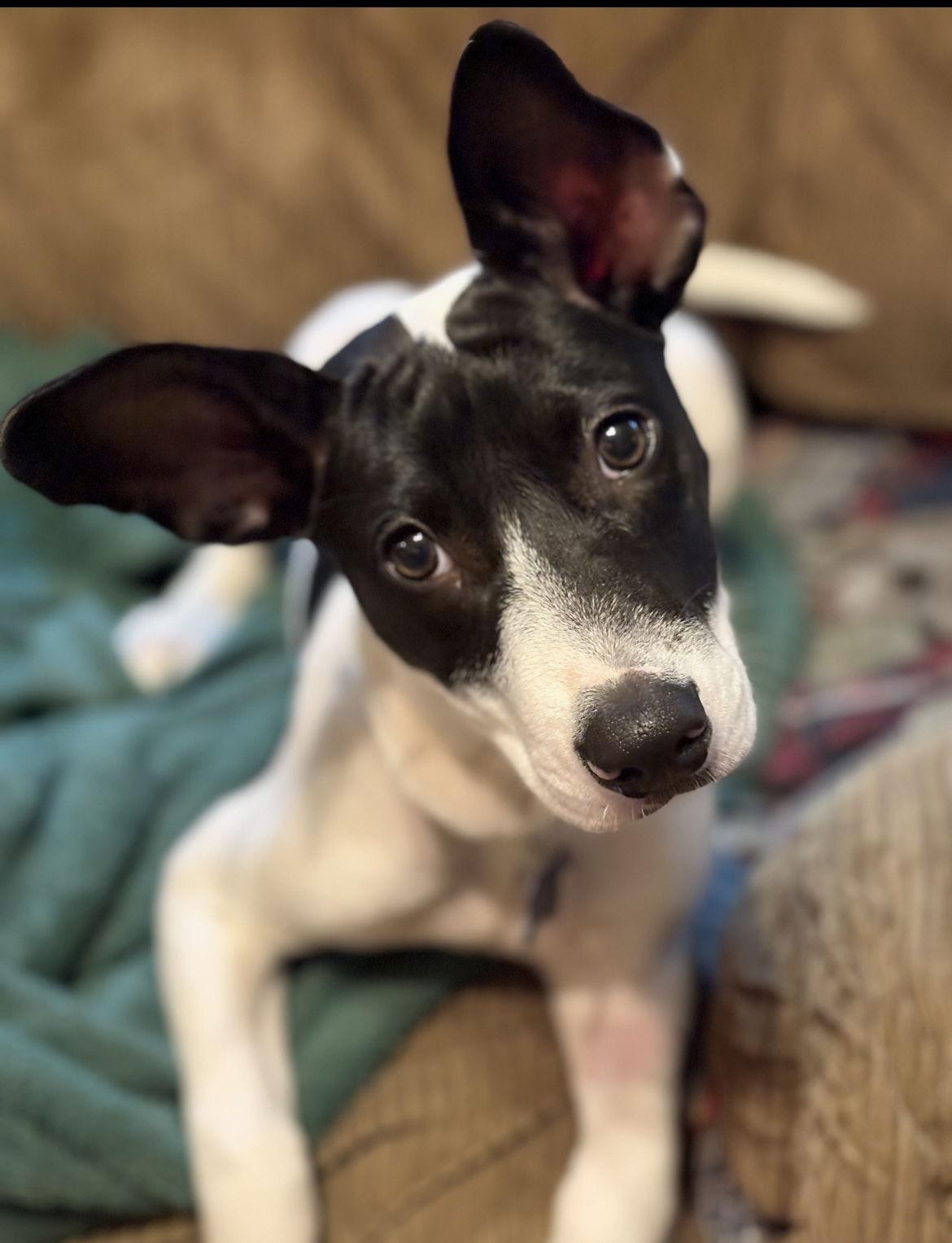 Izzy Kirkland, a Adoptable Border Collie in Saunderstown, RI image 2/3