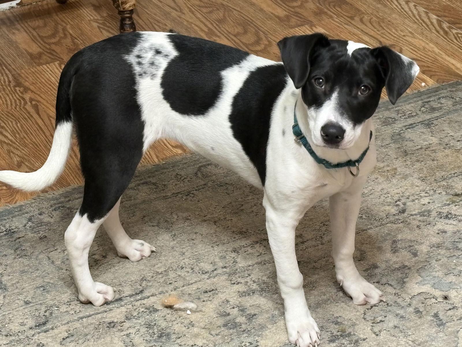 Izzy Kirkland, a Adoptable Border Collie in Saunderstown, RI image 3/3