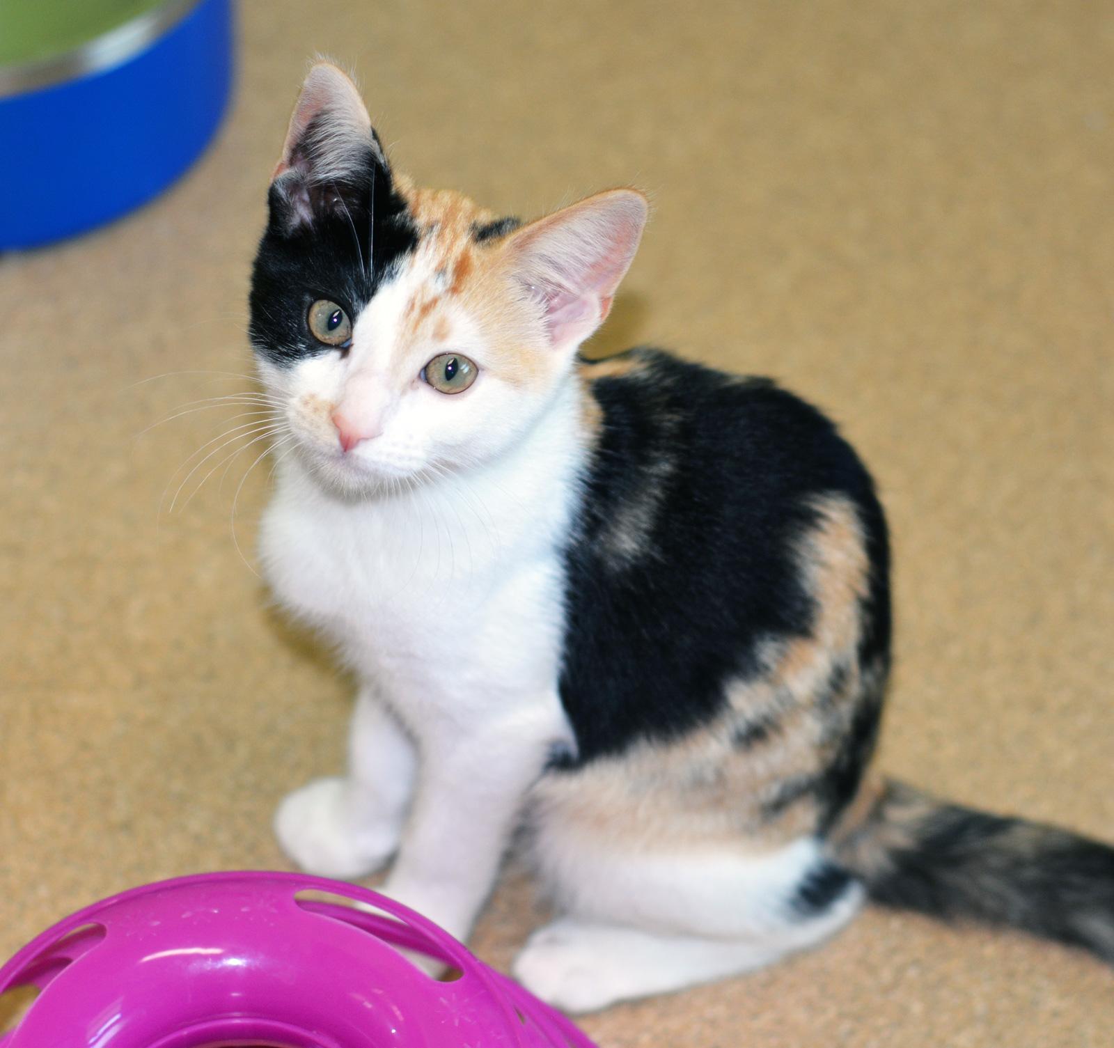 Enlarge ROSITA, an adopted Calico in San Clemente, CA image 1/2