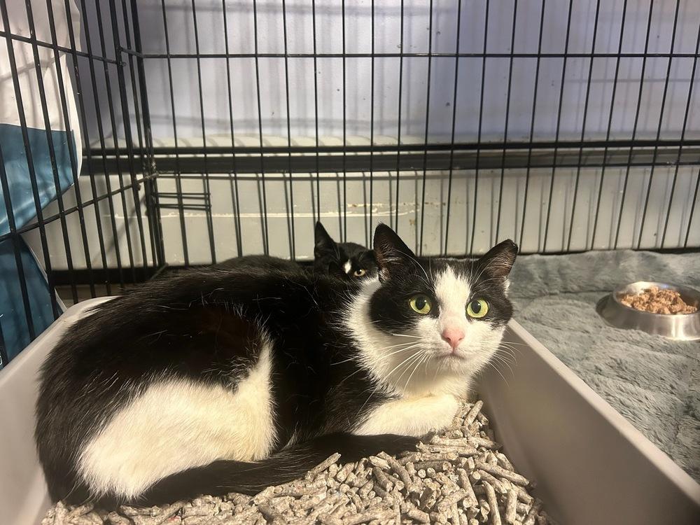 Enlarge Sassy Syosset, a Adoptable mixed breed in Westbury, NY image 2/2