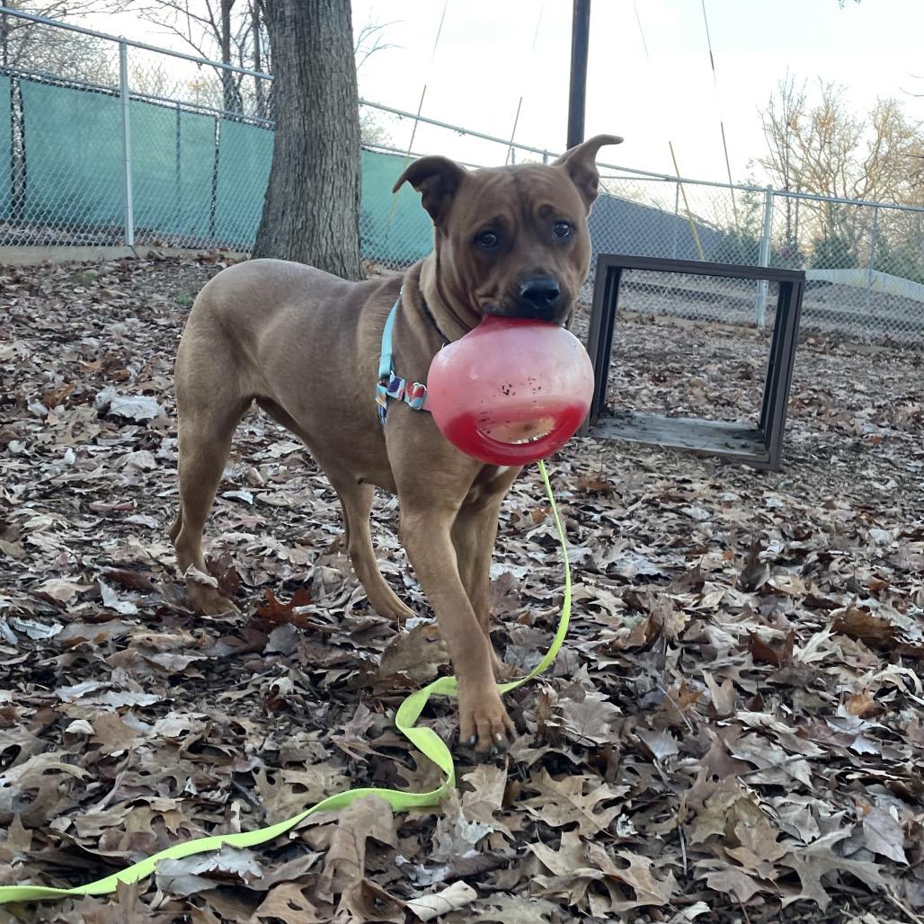 Enlarge Maple, a Adoptable mixed breed in Nashville, TN image 1/6