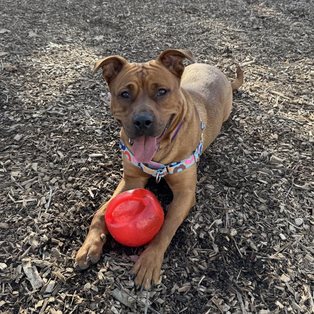 Enlarge Maple, a Adoptable mixed breed in Nashville, TN image 1/6