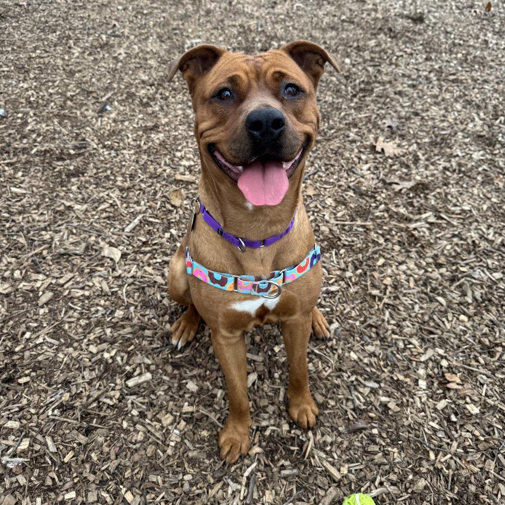 Enlarge Maple, a Adoptable mixed breed in Nashville, TN image 2/6