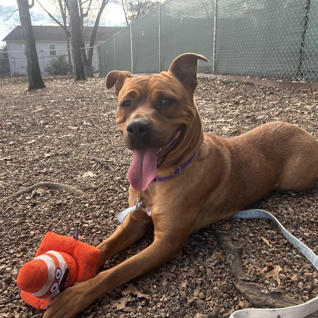 Enlarge Maple, a Adoptable mixed breed in Nashville, TN image 3/6