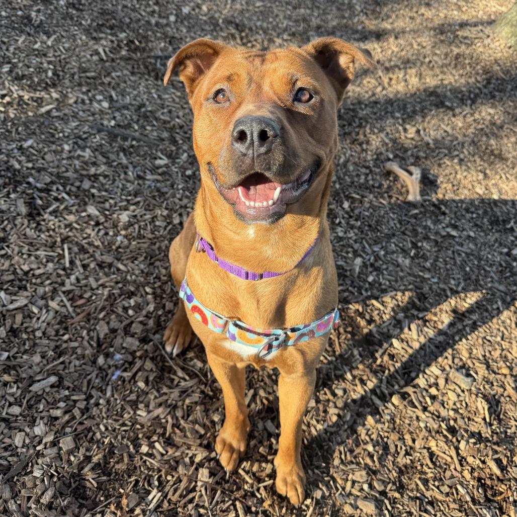 Enlarge Maple, a Adoptable mixed breed in Nashville, TN image 3/6