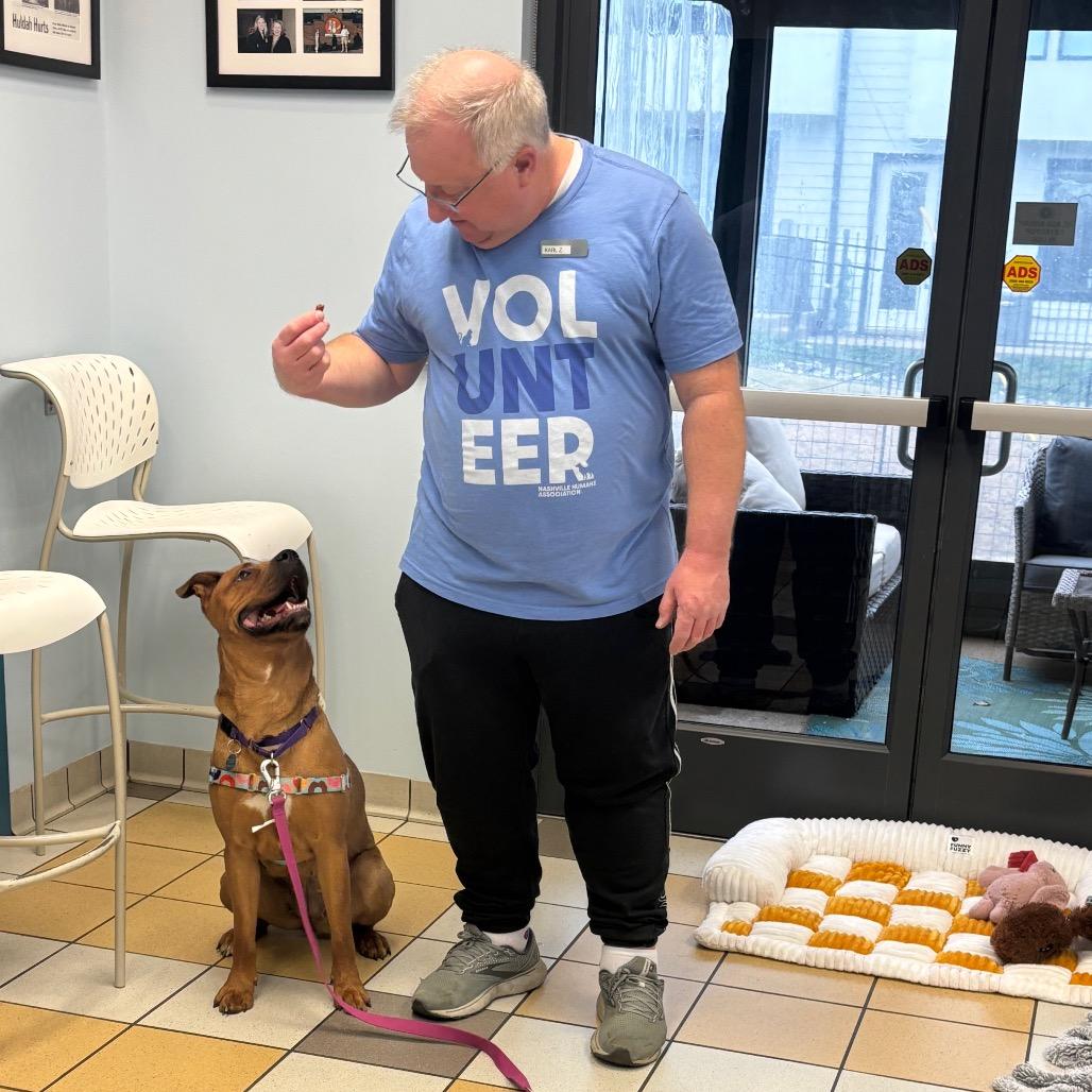 Enlarge Maple, a Adoptable mixed breed in Nashville, TN image 3/6