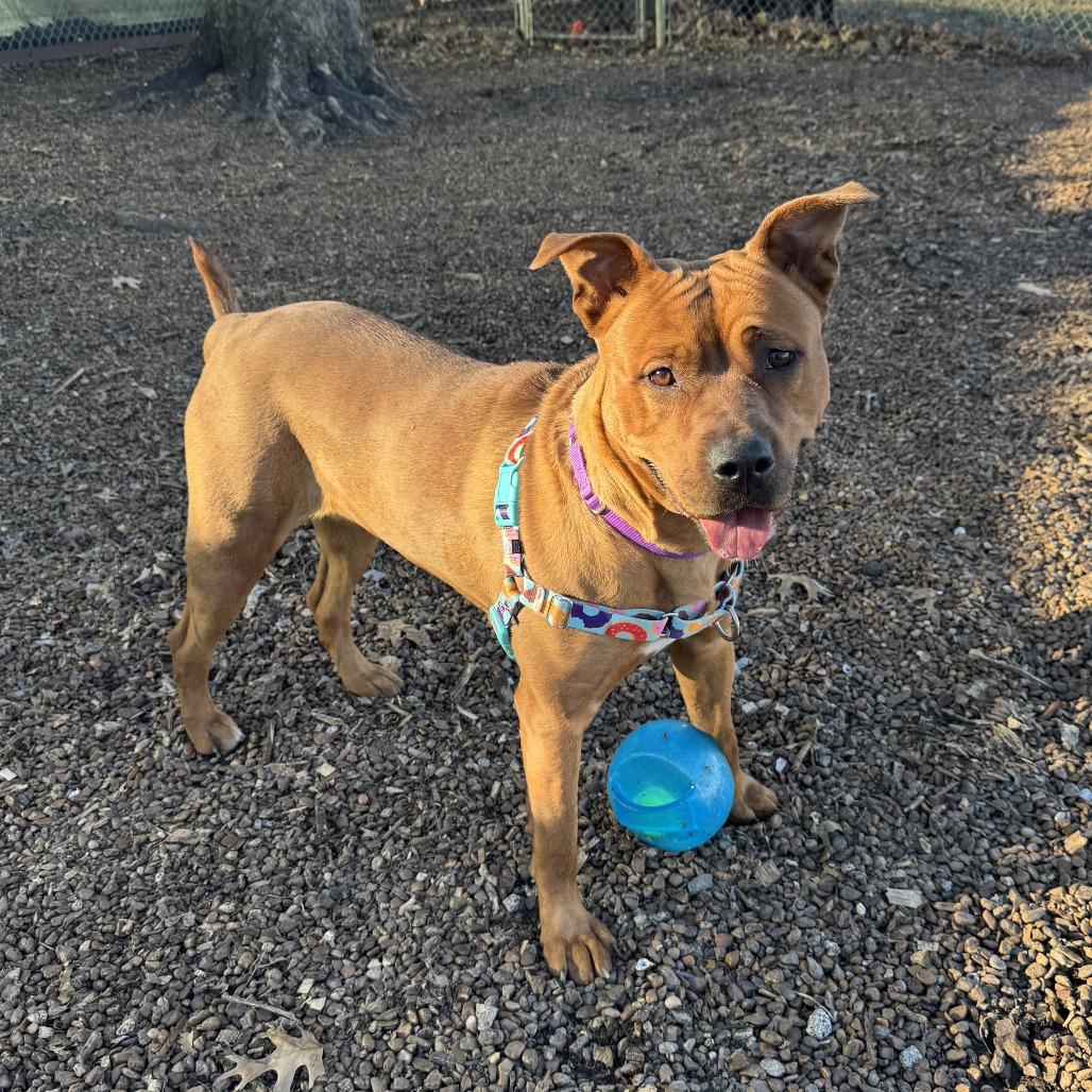 Enlarge Maple, a Adoptable mixed breed in Nashville, TN image 4/6